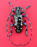 Asian-longhorned-beetle