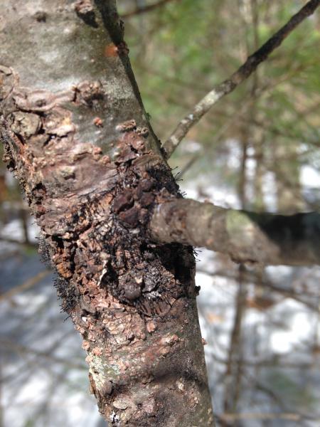 Caliciopsis pine canker