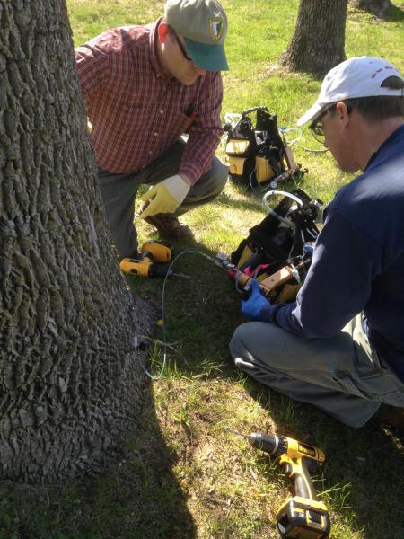 EAB root insecticide