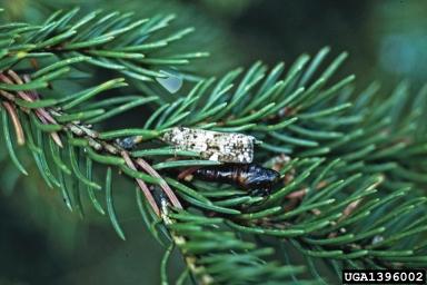 Adult spruce budworm