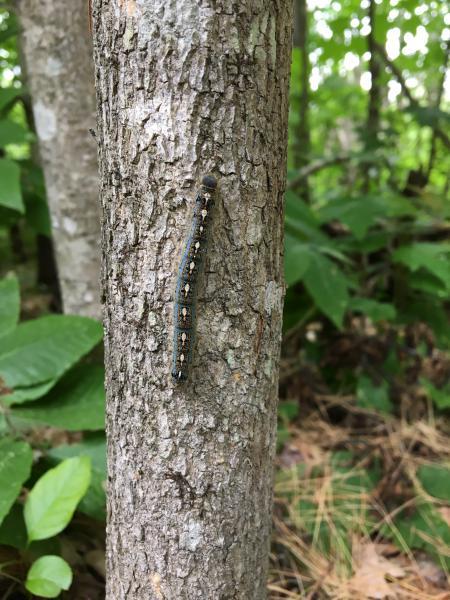 forest tent caterpillar on native ash