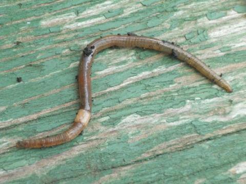 North America's Destructive, Invasive… Earthworms 