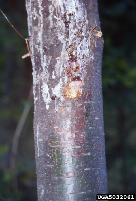 White pine blister rust