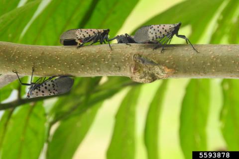 Spotted lanternfly