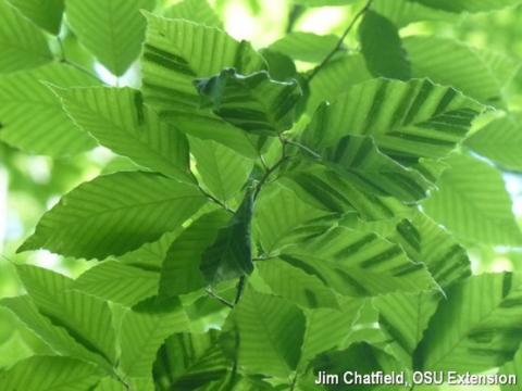 Beech leaf disease