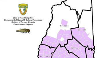 emerald ash borer infestation map