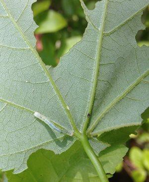 winter-moth-leaf