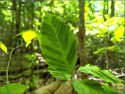 beech leaf disease striping on leaf