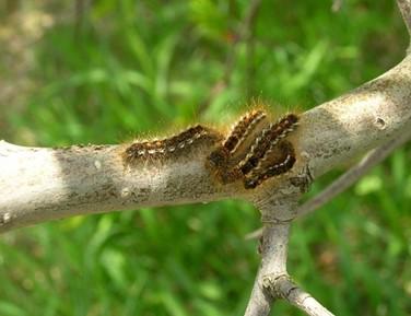 browntail moths on a tree branch