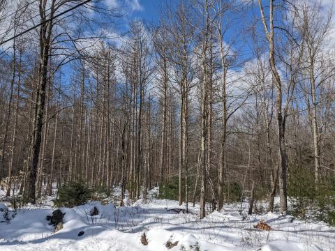 trees with red pine scale